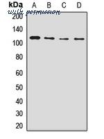 MyBioSource MBS8291461 image 1