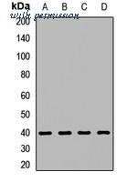 MyBioSource MBS8291530 image 1