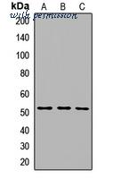 MyBioSource MBS8291594 image 1