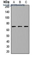MyBioSource MBS8291839 image 1