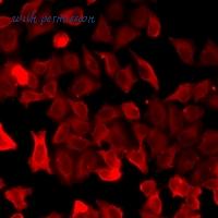 MyBioSource MBS8291882 image 2