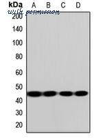MyBioSource MBS8291984 image 1