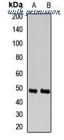 MyBioSource MBS8292020 image 1