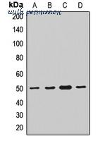 MyBioSource MBS8292430 image 1