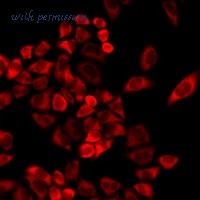 MyBioSource MBS8292430 image 2