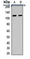 MyBioSource MBS8292486 image 1