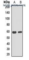 MyBioSource MBS8292549 image 1