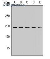 MyBioSource MBS8292763 image 1