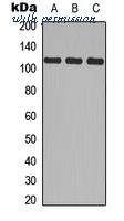 MyBioSource MBS829378 image 1