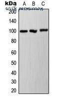 MyBioSource MBS829549 image 1