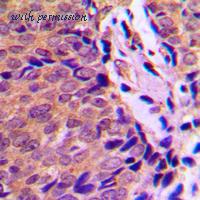 MyBioSource MBS829549 image 2