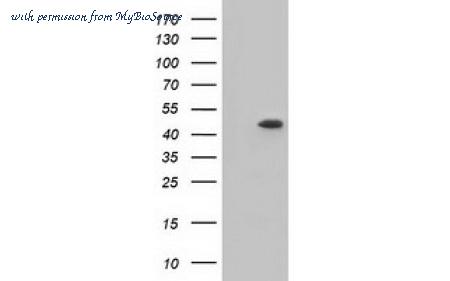 MyBioSource MBS830141 image 1