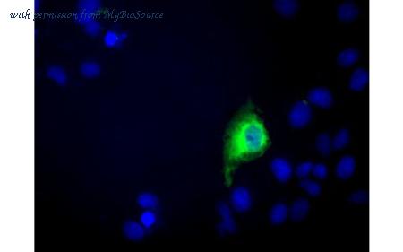 MyBioSource MBS830141 image 3