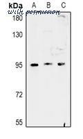 MyBioSource MBS8304041 image 1