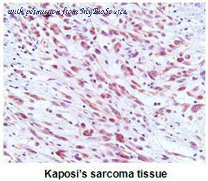 MyBioSource MBS830718 image 1