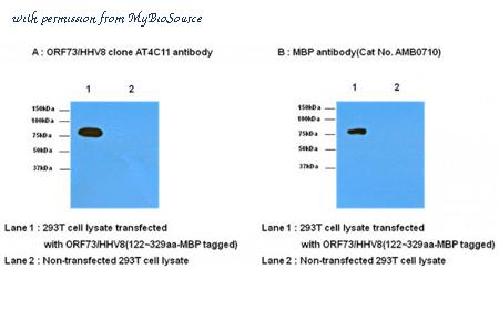 MyBioSource MBS830718 image 2