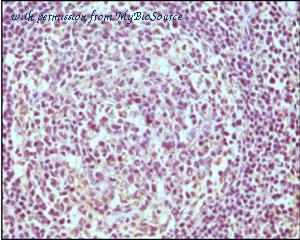 MyBioSource MBS831357 image 1