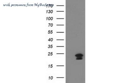 MyBioSource MBS831724 image 1