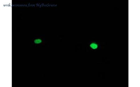 MyBioSource MBS831724 image 2