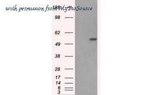 MyBioSource MBS831830 image 1