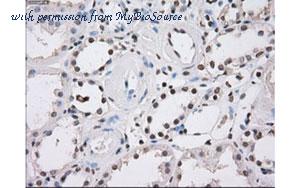 MyBioSource MBS831830 image 2