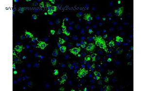 MyBioSource MBS831830 image 3