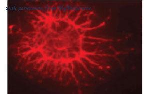MyBioSource MBS832589 image 1