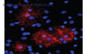 MyBioSource MBS832589 image 2
