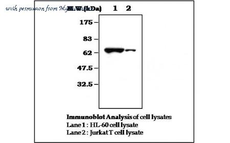 MyBioSource MBS832779 image 1