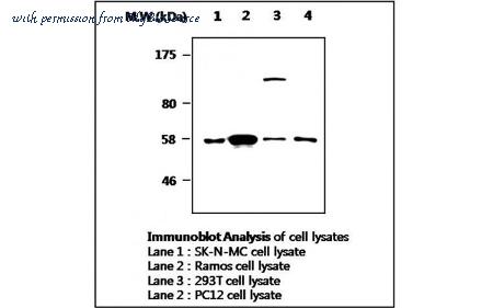 MyBioSource MBS832884 image 1