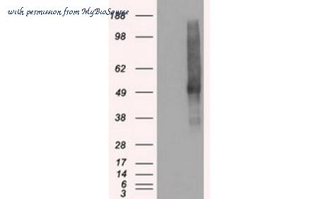 MyBioSource MBS833162 image 1