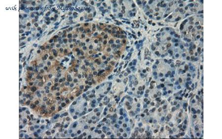 MyBioSource MBS833162 image 2