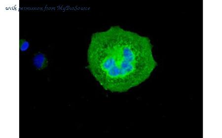 MyBioSource MBS833162 image 3