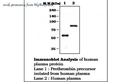 MyBioSource MBS833279 image 1