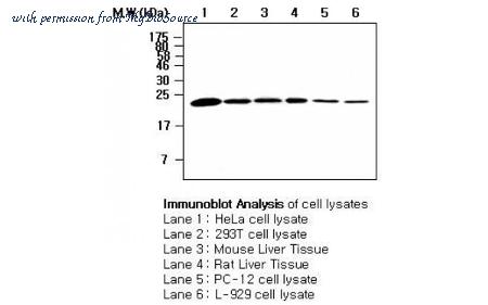 MyBioSource MBS833424 image 1