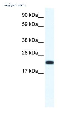MyBioSource MBS833529 image 1