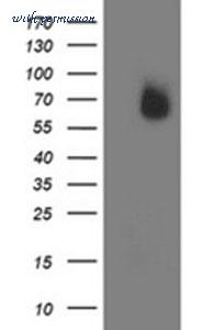 MyBioSource MBS833745 image 2