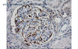 MyBioSource MBS833745 image 3