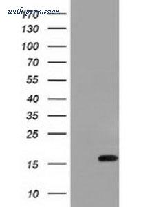 MyBioSource MBS833924 image 1