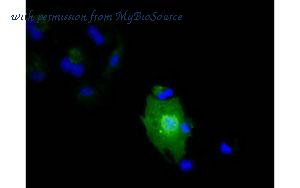MyBioSource MBS833924 image 2