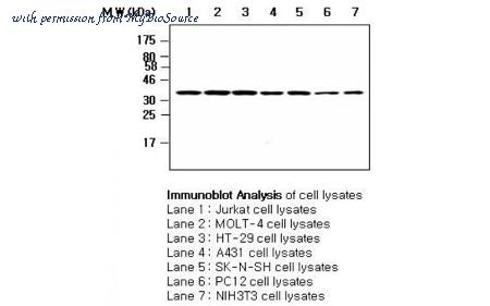 MyBioSource MBS833934 image 1
