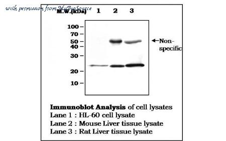MyBioSource MBS834171 image 1