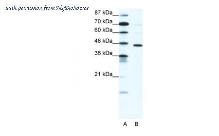 MyBioSource MBS835317 image 1