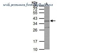 MyBioSource MBS835354 image 1