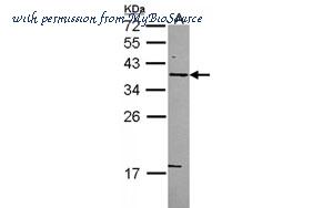 MyBioSource MBS835354 image 2