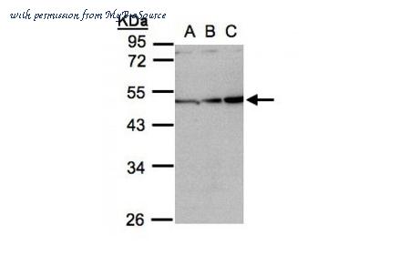 MyBioSource MBS835379 image 2