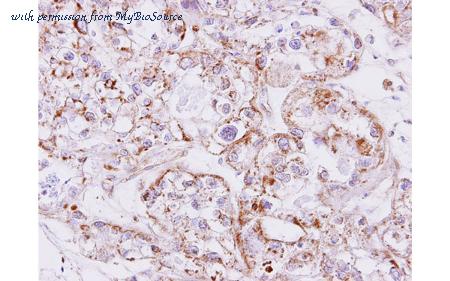 MyBioSource MBS835379 image 3
