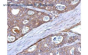 MyBioSource MBS837266 image 1