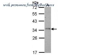 MyBioSource MBS837266 image 2