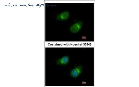 MyBioSource MBS837429 image 1